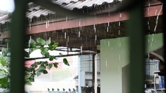 Close-up view of rain falling from a roof onto lush greenery
