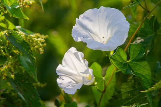Ackerwinde Bl&uuml;ten im Sonnenlicht