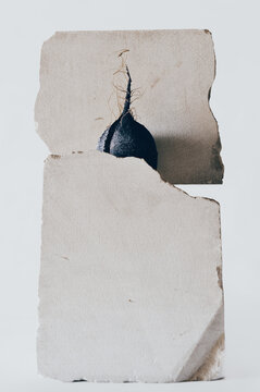 radis noir , portrait , nature morte , radis  noir et pierre , v&eacute;g&eacute;tal min&eacute;ral , contrastes ,oppositions , design , graphisme , f&eacute;lure , &eacute;clat&eacute; , nourriture , racine , pierres blanches ,vision , art ,