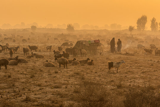 View of shepherds with their flock of sheep and goats in a dusty arid landscape at sunrise near a makeshift shelter in Dera Ismail Khan, Khyber Pakhtunkhwa, Pakistan.