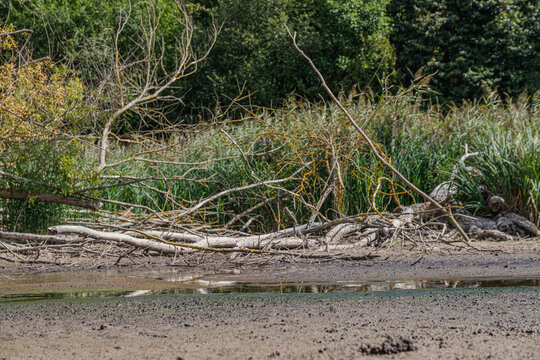 Beinahe ausgetrocknetes Feuchtgebiet