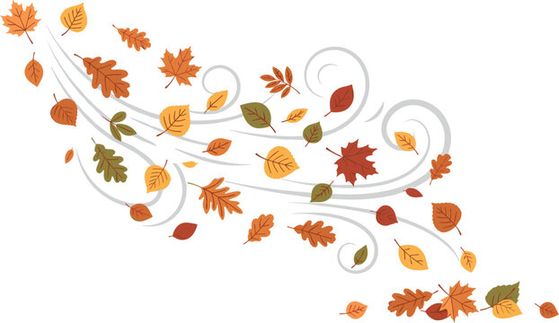Autumn season vector background illustration featuring colorful falling leaves blowing in the wind gusts isolated on white background with oak maple foliage design elements