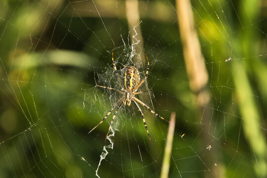 Striped garden spider waits patiently in its intricate web among green foliage
