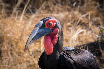 The Southern Ground-Hornbill (Bucorvus leadbeateri). Endangered hornbill species in South Africa, Eswatini and Namibia. Specimen potted near the Sabie River in Kruger National Park, South Africa. © Rob