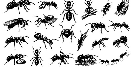 Fototapeta premium SEO Title: Hand Drawn Ant Sketch Collection Realistic Black and White Vector Illustration