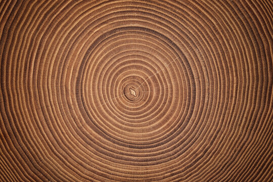wood texture of a cross cut. stump surface background