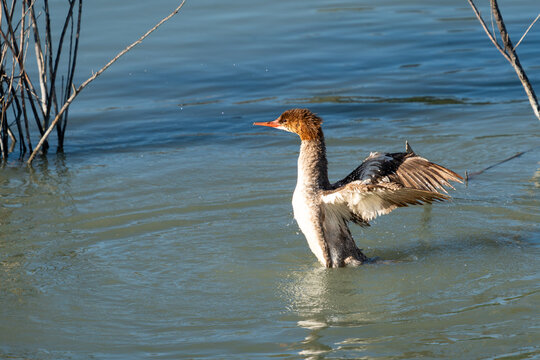 View of a female red-breasted merganser flapping its wings in the water with ripples and dry branches in the background in Lehi, Utah, United States.
