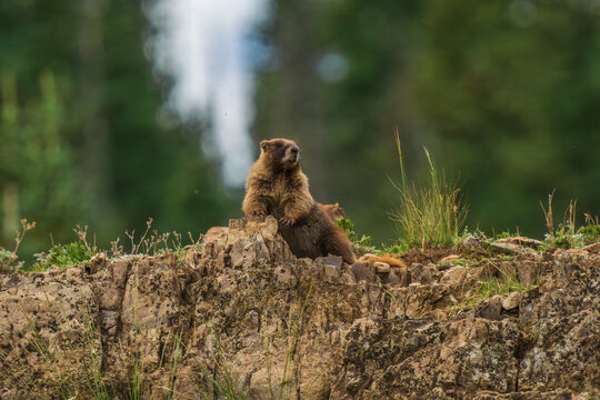 Marmot on the lookout