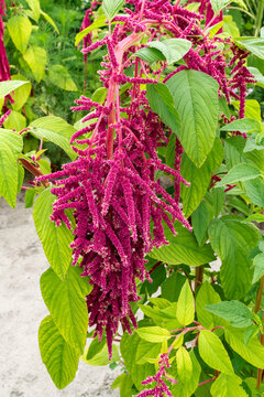 burgundy Pendant amaranth (Foxtail amaranth) in a flower garden