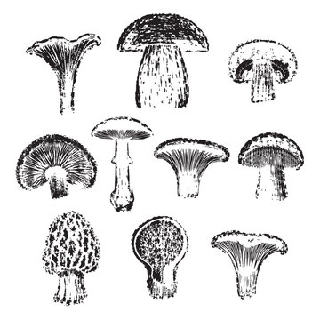 Detailed mushroom cross-section imprints with organic textures, gills and natural forms. Perfect for rustic branding, botanical designs, packaging, posters, stationery, and nature-inspired projects.