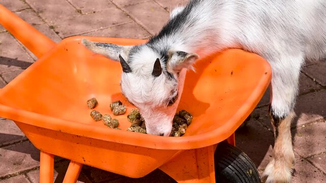 Young goat kid eating dry food pellets out of bright orange toy wheelbarrow outdoors on paved surface. Funny domestic livestock 4K slow motion footage