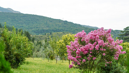 Obraz premium Vibrant pink flowering bush in a lush green meadow with mountain slopes in the background