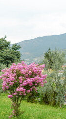 Obraz premium Vibrant pink flowering bush in a lush green meadow with mountain slopes in the background
