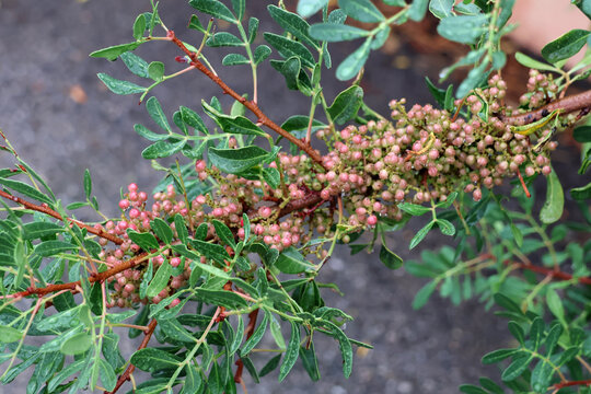 Branche de poivre rose recouverte de gouttes de pluie