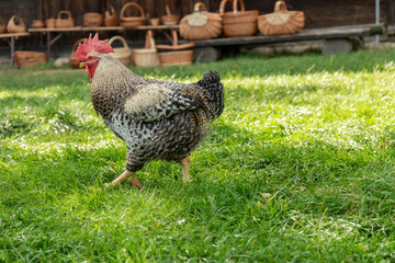 free range chicken © Lukasz