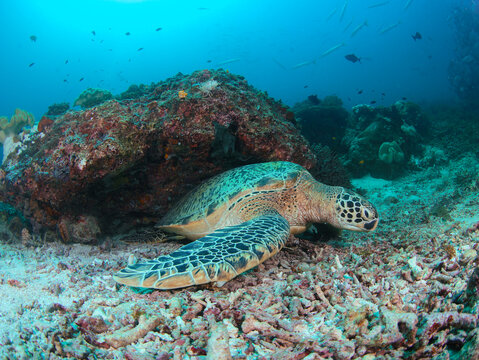 View of a green sea turtle resting on the sandy seabed near a vibrant coral reef in the clear blue waters of Raja Ampat, Southwest Papua, Indonesia.