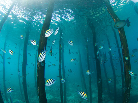 View of Raja Ampat underwater with schools of tropical fish swimming among wooden pier pilings in clear blue water, Raja Ampat, Southwest Papua, Indonesia.