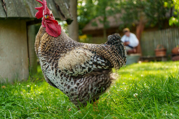 free range chicken in the grass © Lukasz