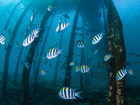 View of a school of sergeant major fish swimming among wooden pier pilings in the clear blue waters of Raja Ampat, Southwest Papua, Indonesia.