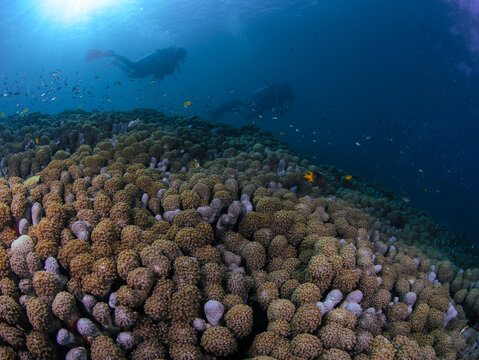 View of scuba divers exploring a vibrant coral reef in the clear blue waters of Raja Ampat, Southwest Papua, Indonesia.
