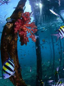 View of Raja Ampat coral reef with vibrant red soft coral on wooden pier pilings and schools of tropical sergeant major fish in clear blue water, Raja Ampat, Southwest Papua, Indonesia.