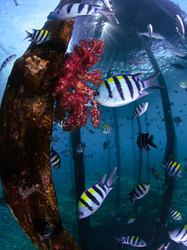 View of sergeant major fish swimming around a coral-covered pier piling in the clear blue waters of Raja Ampat, Southwest Papua, Indonesia.