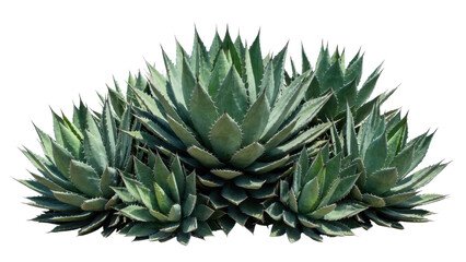 Obraz premium Close-up of green sharp succulent plant with spiky rigid leaves cluster