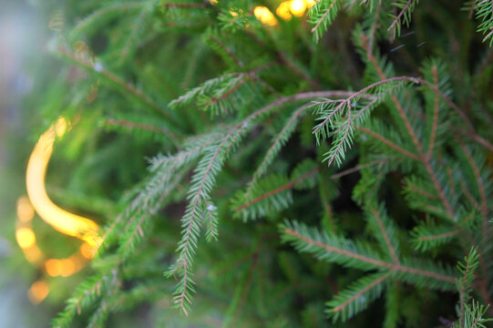 Festive lights glow among spruce evergreen branches
