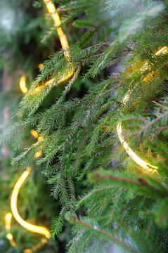 Festive lights glow among spruce evergreen branches