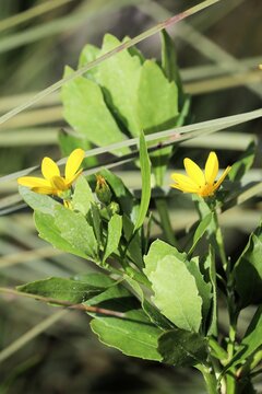 Boneseed (Chrysanthemoides monilifera ssp. monilifera) in flower - Declared weed in South Australia