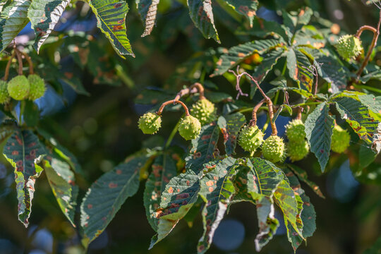 Bright green horse chestnuts hanging beneath lush leaves in a sunlit garden on a warm afternoon promising the beauty of autumn ahead