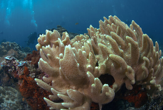 View of vibrant soft coral formations in the clear waters of Raja Ampat, with a scuba diver exploring the reef in the background, Southwest Papua, Indonesia.