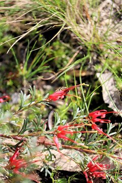 Honey Bee (Apis mellifera) collecting nectar from grevillea flower, South Australia