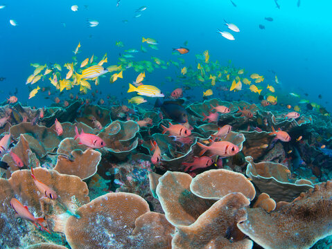 View of Sawandarek Jetty dive site featuring vibrant coral reefs teeming with schools of yellow snappers and red squirrelfish in the clear blue waters of Raja Ampat, Southwest Papua, Indonesia.