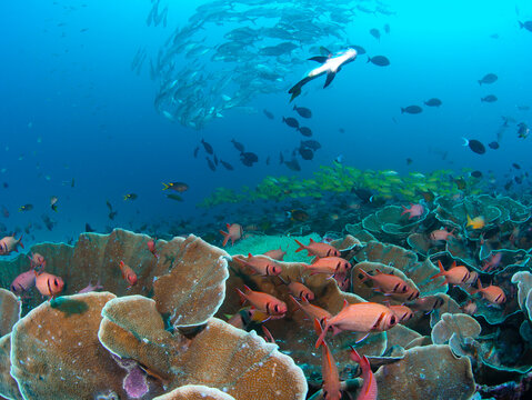 View of the vibrant coral reef and schools of tropical fish at Sawandarek Jetty dive site in Raja Ampat, Southwest Papua, Indonesia.