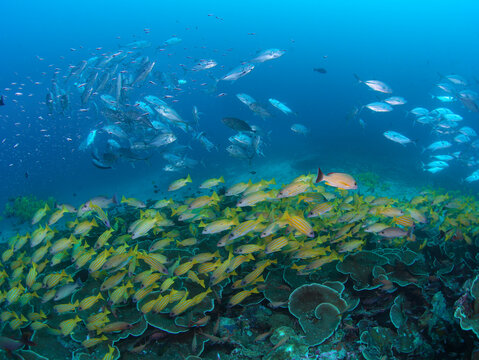 View of a large school of yellow snapper fish swimming over a vibrant coral reef at the Sawandarek Jetty dive site in Raja Ampat, Southwest Papua, Indonesia.