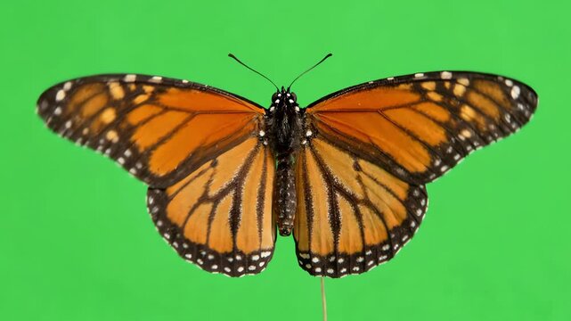 Monarch butterfly with vibrant orange and black wings flapping gracefully while flying in place against a bright chroma key green screen background