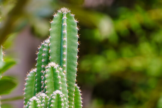 Close up of a green columnar cactus with sharp spines against a natural green bokeh background