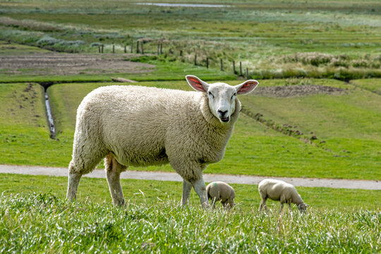 Lustiges Schaf auf einem Deich bei Dageb&uuml;ll, Nordfriesland