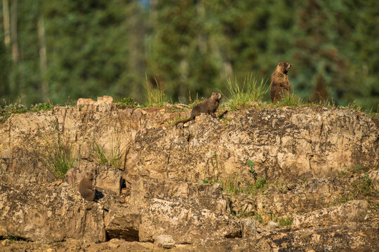 Marmot family on the rocky ridge