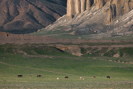 View of horses grazing in a green field beneath the dramatic limestone cliffs of the Airakty mountains in Shetpe, Mangystau Region, Kazakhstan.