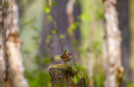 View of a small wren perched on a mossy tree stump in a forest in Sylte, More og Romsdal, Norway.