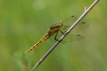 common darter dragonfly Sympetrum striolatum resting on a dry branch in the meadow © Yurii Zushchyk