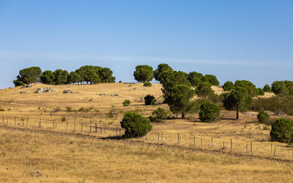 View of a dry golden landscape with scattered pine trees and a wire fence under a clear blue sky in Alentejo, Portugal.