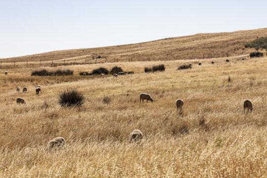 View of sheep grazing in a dry grassy field in Alentejo, Portugal.
