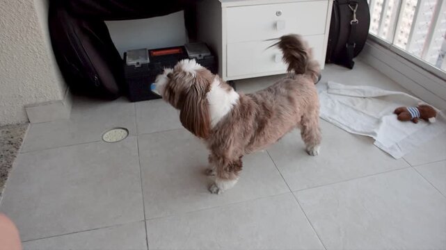 Shih Tzu dog inviting a teenager to play on the apartment balcony.