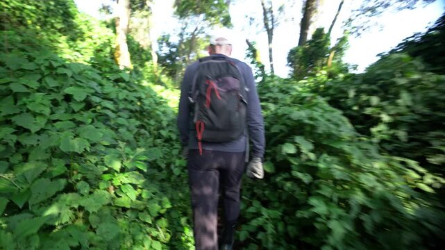 ウガンダの熱帯雨林を進むトレッキング隊、後ろ姿を追うPOV映像（Uganda Rainforest Trekking POV）