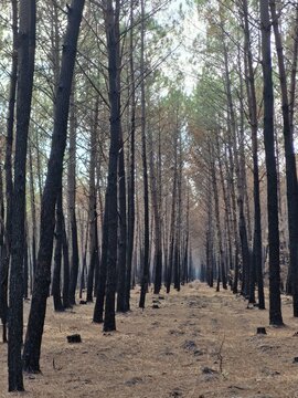 View of charred pine trees in the forest after a fire at Le Porge Ocean, Le Porge, Nouvelle-Aquitaine, France.