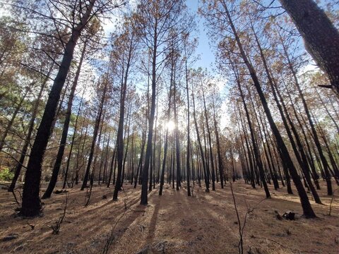 View of a scorched pine forest with blackened tree trunks and sunlight filtering through the canopy at Le Porge Ocean, Le Porge, Nouvelle-Aquitaine, France.