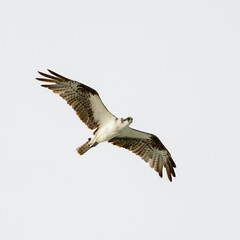 Fototapeta premium Osprey flying against the bright white sky